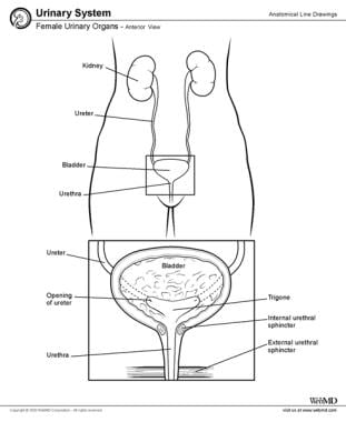 Female urinary organs, anterior view. 