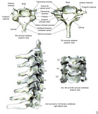 Normal anatomy of the lower cervical spine. 