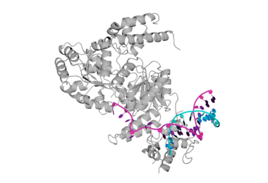 Crystal structure of the Bloom syndrome helicase B