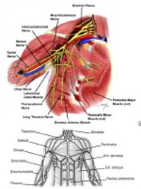 Chest Wall Anatomy: Overview, Gross Anatomy, Other Considerations