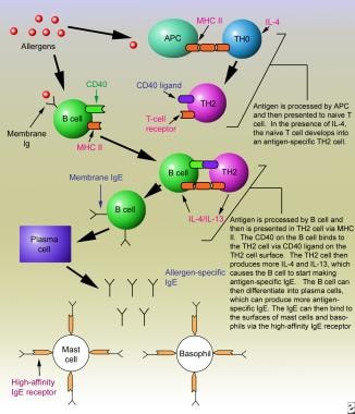 Immediate hypersensitivity reactions. Sensitizatio