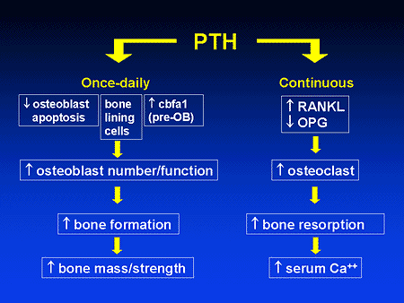 Anabolic effect of pth