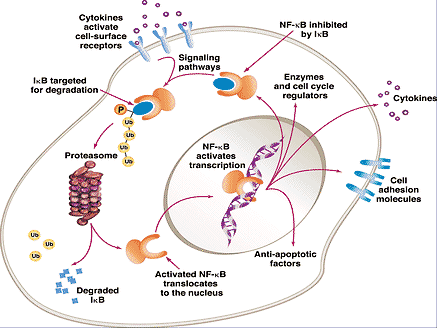 Proteasome Inhibition: A New Pathway In Cancer Therapy