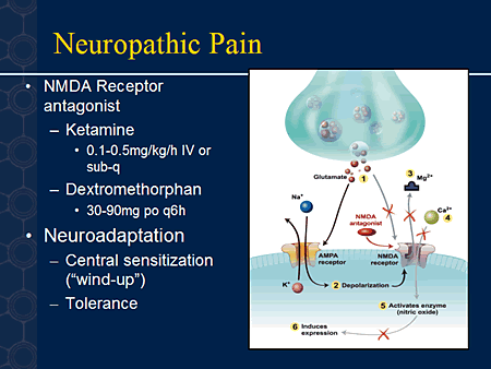 Novel Approaches To The Understanding And Treatment Of Neuropathic Pain