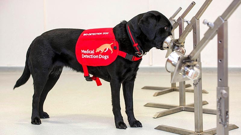 Assistance Dogs Benefit Patients With Various Diseases