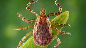 The Risks of Ticks and Mosquitoes for Patients on Rituximab