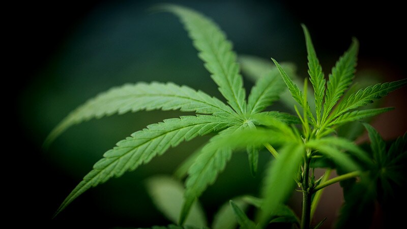 Marijuana Allergies on the Rise