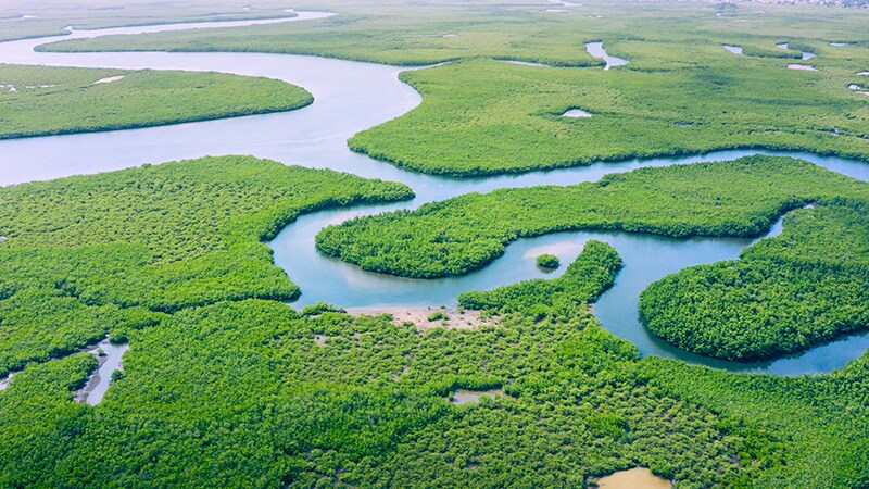 RIVER: Rivaroxaban Rivals Warfarin in AF, Mitral Bioprosthesis