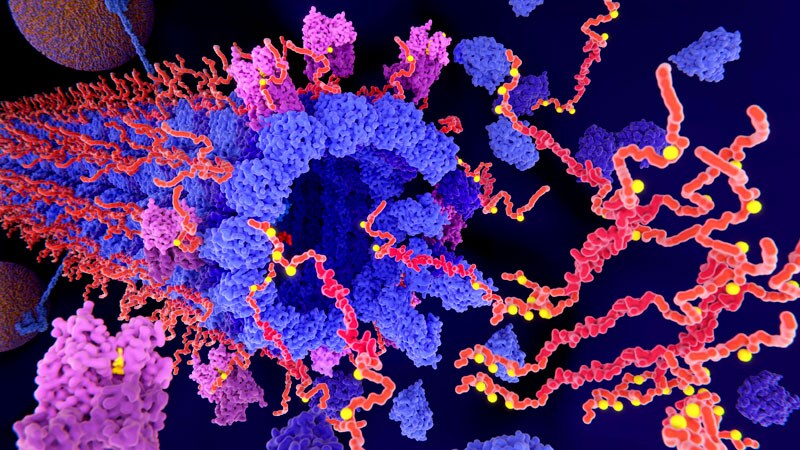 Oral Tau Inhibitor Continues to Show Promise in Alzheimer’s 