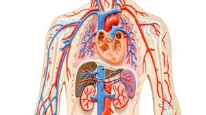 Cardiorenal Outcomes Differ Between Type 1 and Type 2 Diabetes