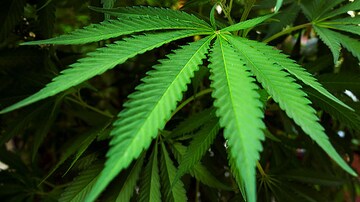 Cannabis Use Common for MS-Related Spasticity 