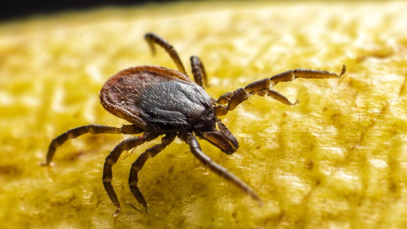 On the Trail of a New Vaccine for Lyme Disease