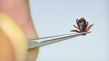 Tick-Borne Heartland Virus Circulating in US, Researchers Say