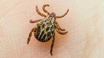 New Lyme Disease Test Brings Faster Diagnosis, Can Detect Recurrence