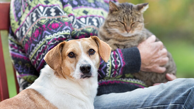 Can Caring for a Pet Protect the Aging Brain? 