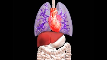 NAFLD in Lean Patients Linked to CVD Risk