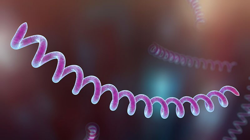 With Congenital Syphilis on Rise, Clinicians Must Do More