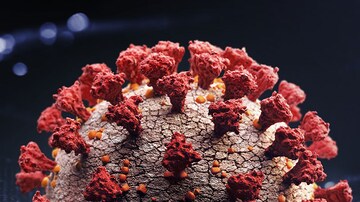 No Increase in MS Disease Activity Due to COVID-19