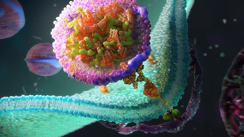 Oral PCSK9 Inhibitor Shows Encouraging LDL Lowering  