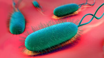 H pylori May Undermine Immunotherapy Response in Gastric Cancer