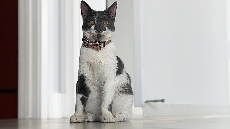 Novel Agent Shows Promise Against Cat Allergy