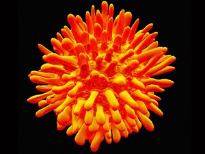 Hepatitis C: 25 Years From Discovery to Cure
