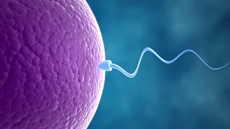 What Is the Link Between Cellphones and Male Fertility?