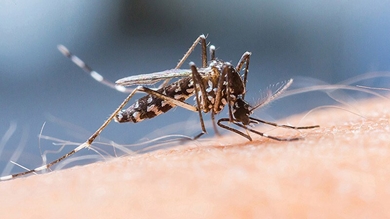 WHO Report Reveals That Malaria Cases Increased in 2022