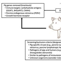 research papers on xenotransplantation
