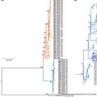 Emergence of Clade Ib Monkeypox Virus - Current State of Evidence