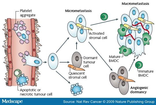 Microenvironmental Regulation of Metastasis - Page 3