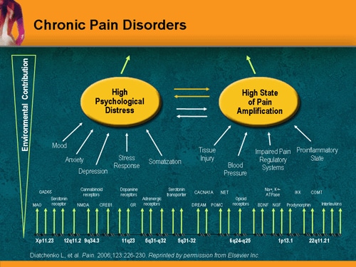 Fibromyalgia Pain Mechanisms: Functional Neuroimaging And Other Factors ...