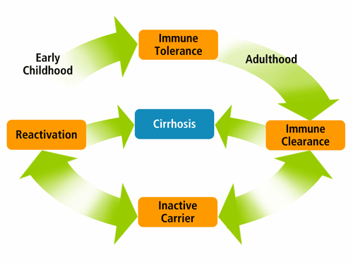 New Strategies in the Treatment of Hepatitis B