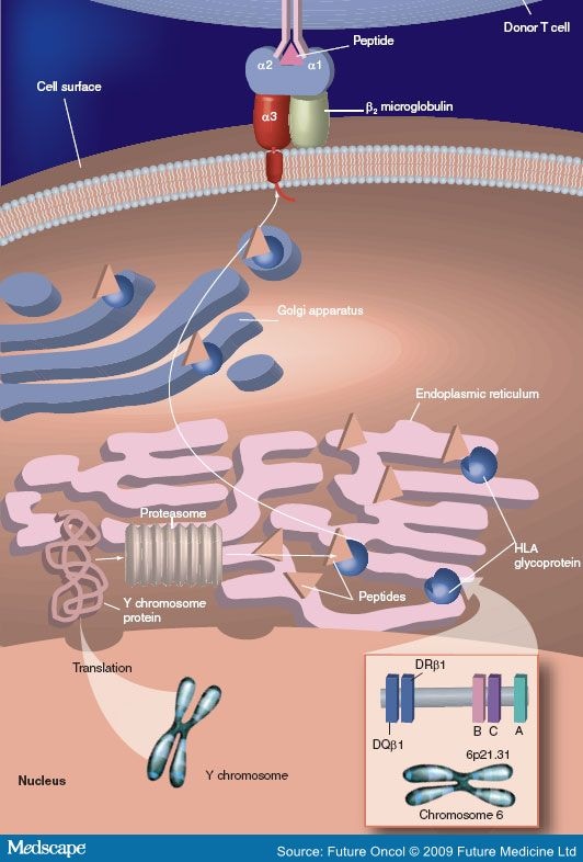 Treatment of AML With Hematopoietic Stem Cell Transplantation - Page 2