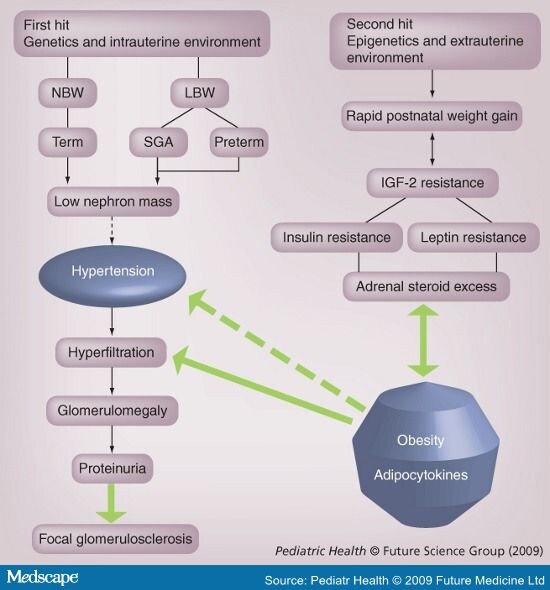 Obesity Related Nephropathy In Children Page 4 obesity-related-nephropathy-in-children-page-4