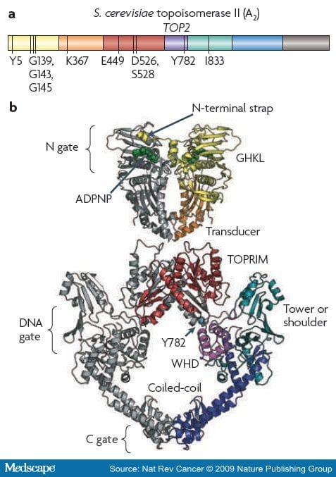 Dna Topoisomerase Ii And Its Growing Repertoire Of Biological – JRABG