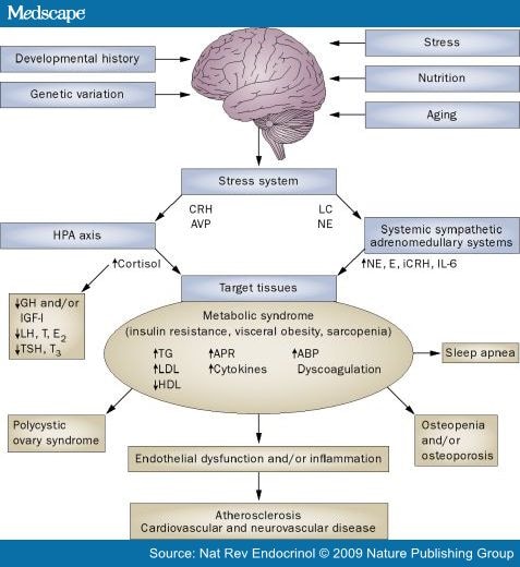 Stress and Disorders of the Stress System