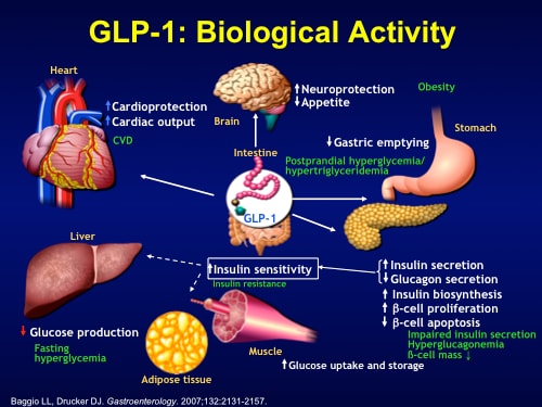 Recent Clinical Data on the Use of GLP-1 Analogs in Type 2 Diabetes ...