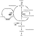 Homocysteine, Vitamin B12, Folate and Cognitive Functions