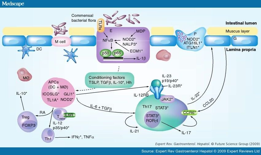 Genetics of Inflammatory Bowel Disease