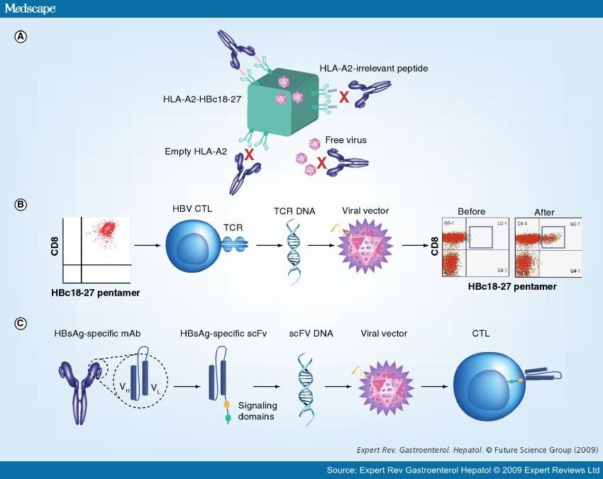 Therapeutic Vaccination and Novel Strategies to Treat Chronic HBV Infection