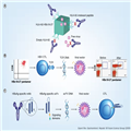 Therapeutic Vaccination and Novel Strategies to Treat Chronic HBV ...