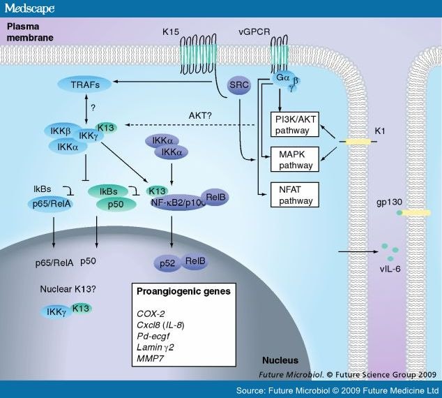 Angiogenesis in Malignancies Associated With Epstein-Barr Virus and HHV ...