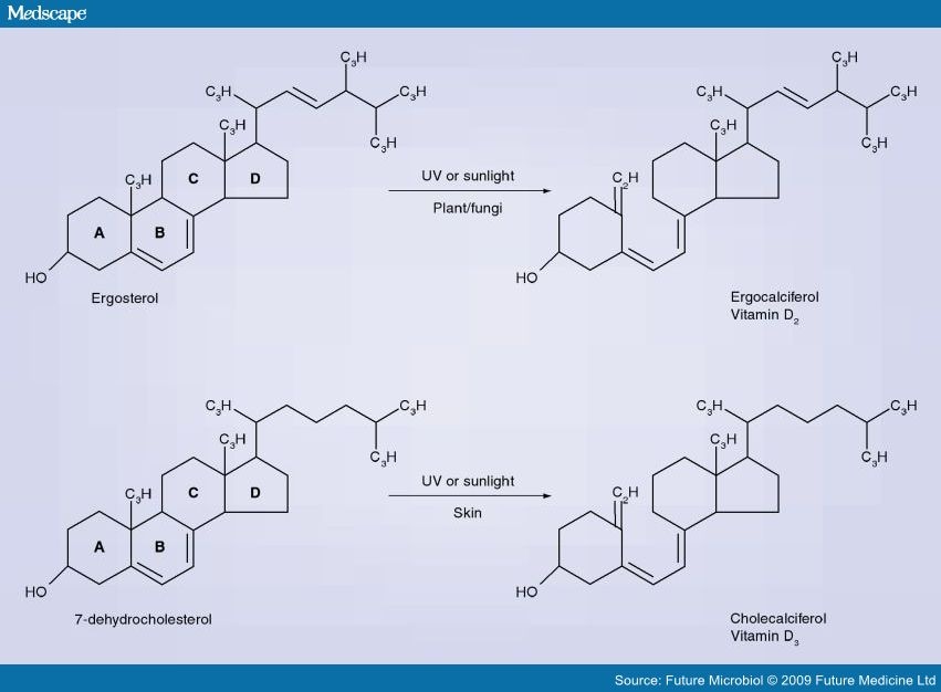 The Vitamin D Antimicrobial Peptide Pathway And Its Role In