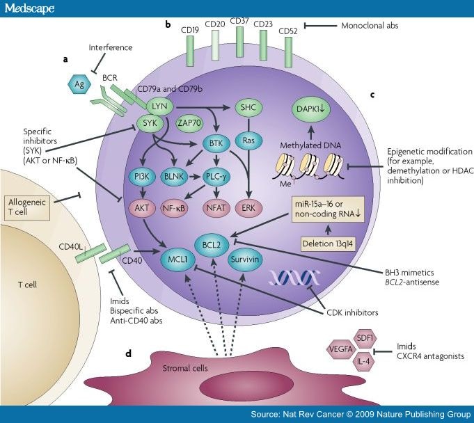 From Pathogenesis to Treatment of Chronic Lymphocytic Leukaemia