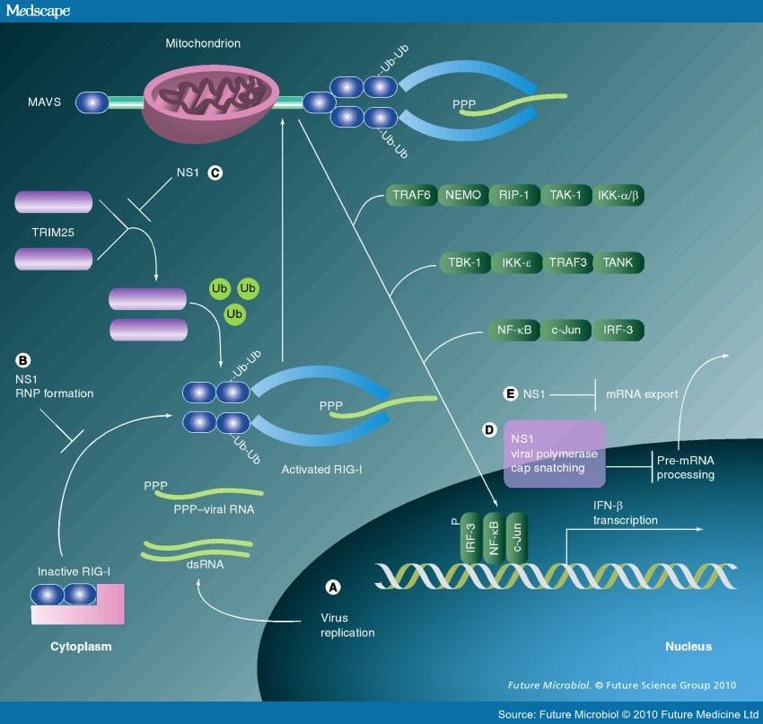 Innate Immune Evasion Strategies of Influenza Viruses - Page 3
