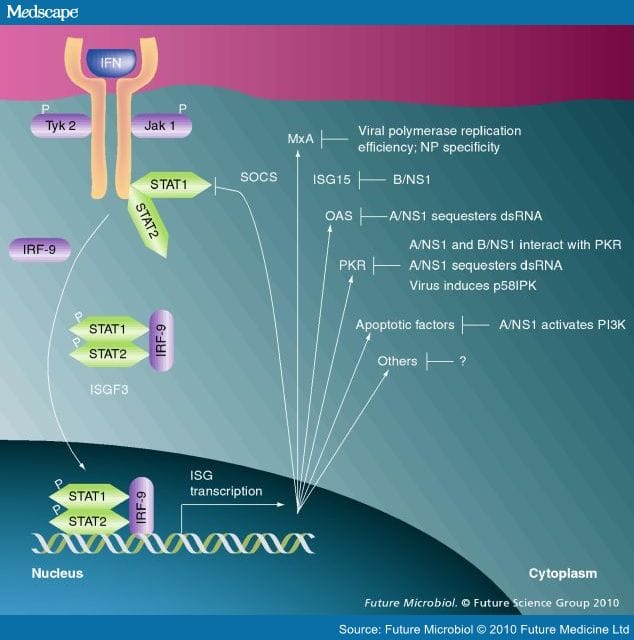 Innate Immune Evasion Strategies of Influenza Viruses - Page 3
