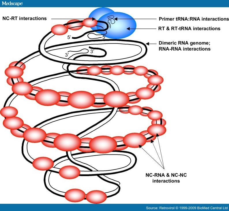 When is it Time for Reverse Transcription to Start and Go? Page 2