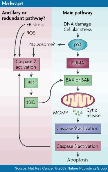 Caspase 2 in Apoptosis, the DNA Damage Response and Tumour Suppression