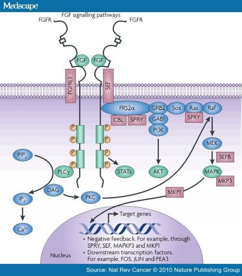 Fibroblast Growth Factor Signalling: From Development to Cancer